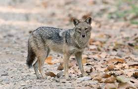 Southwest Coloradans raise questions, concerns about wolf restoration